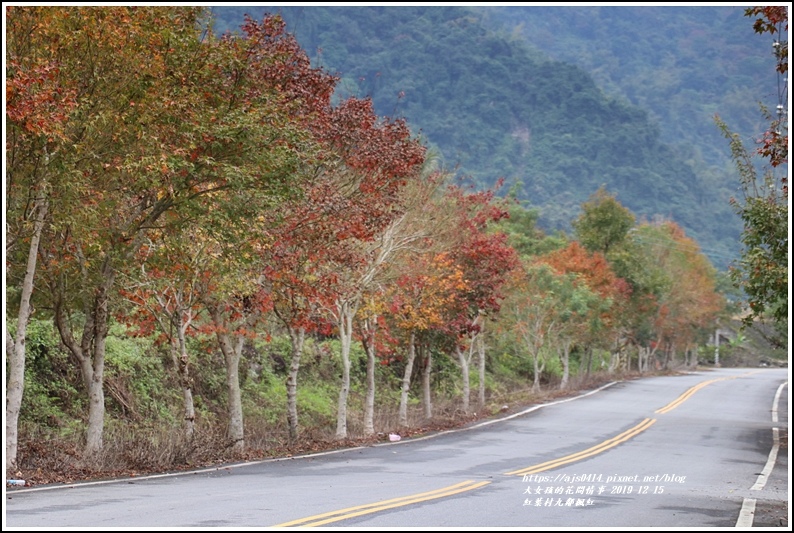 紅葉九鄰楓紅-2019-12-55.jpg 紅葉九鄰楓紅-2019-12-55.jpg