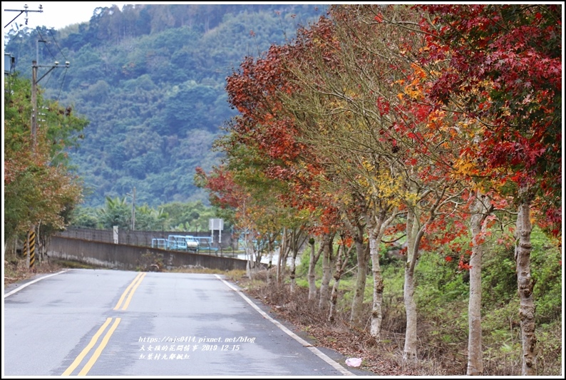 紅葉九鄰楓紅-2019-12-57.jpg 紅葉九鄰楓紅-2019-12-57.jpg