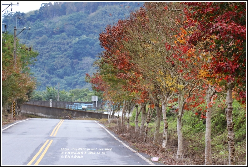 紅葉九鄰楓紅-2019-12-57.jpg