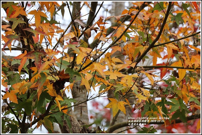 紅葉九鄰楓紅-2019-12-56.jpg 紅葉九鄰楓紅-2019-12-56.jpg