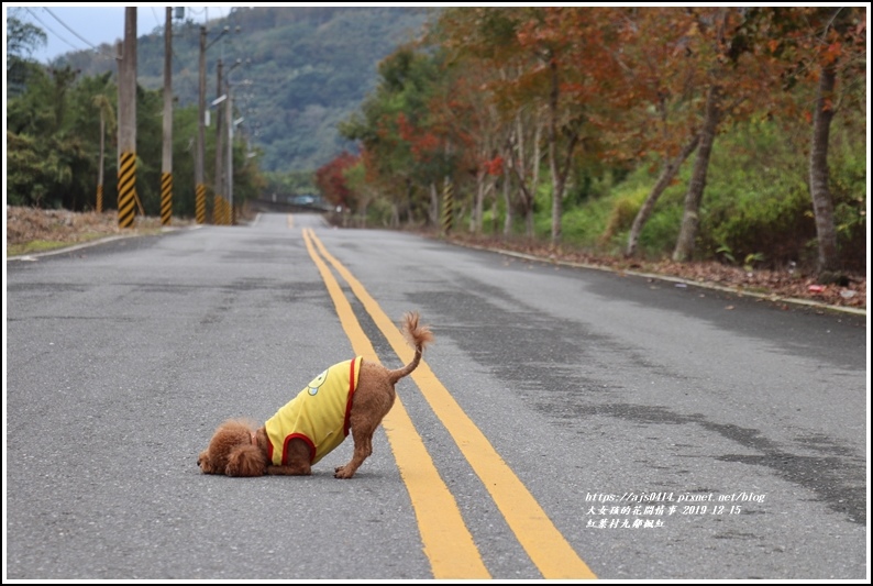 紅葉九鄰楓紅-2019-12-60.jpg 紅葉九鄰楓紅-2019-12-60.jpg