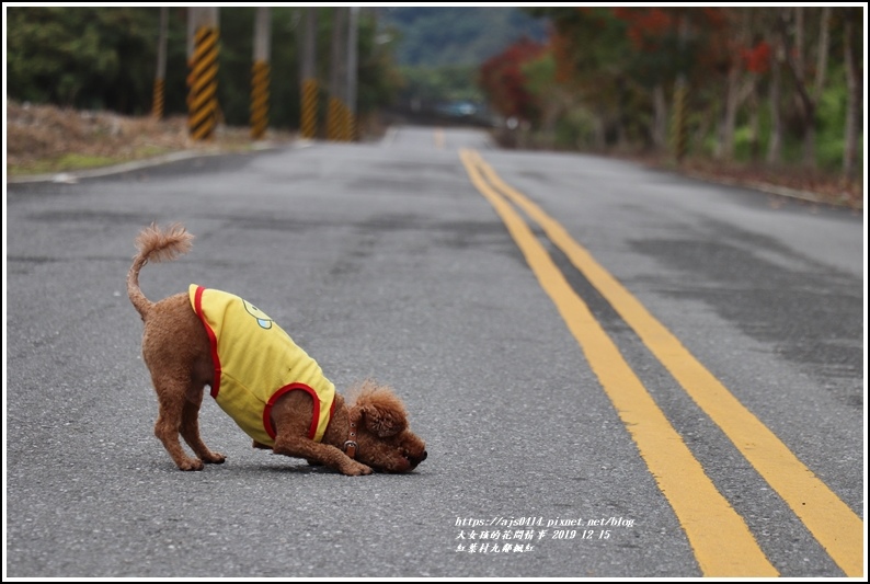 紅葉九鄰楓紅-2019-12-59.jpg 紅葉九鄰楓紅-2019-12-59.jpg