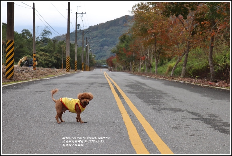 紅葉九鄰楓紅-2019-12-62.jpg 紅葉九鄰楓紅-2019-12-62.jpg