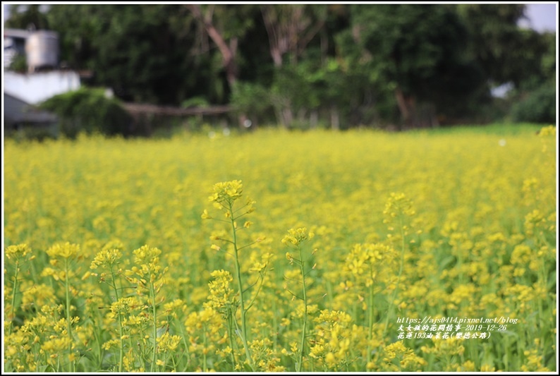 花蓮193油菜花(樂德公路)-2019-12-05.jpg