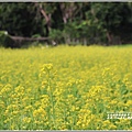 花蓮193油菜花(樂德公路)-2019-12-05.jpg