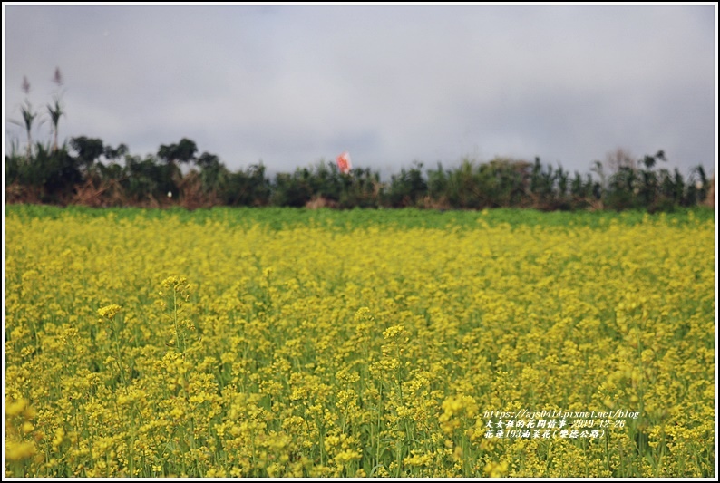 花蓮193油菜花(樂德公路)-2019-12-07.jpg