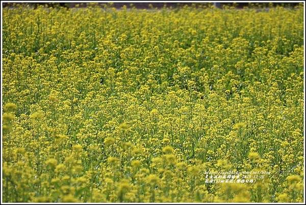 花蓮193油菜花(樂德公路)-2019-12-10.jpg