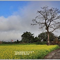 花蓮193油菜花(樂德公路)-2019-12-12.jpg