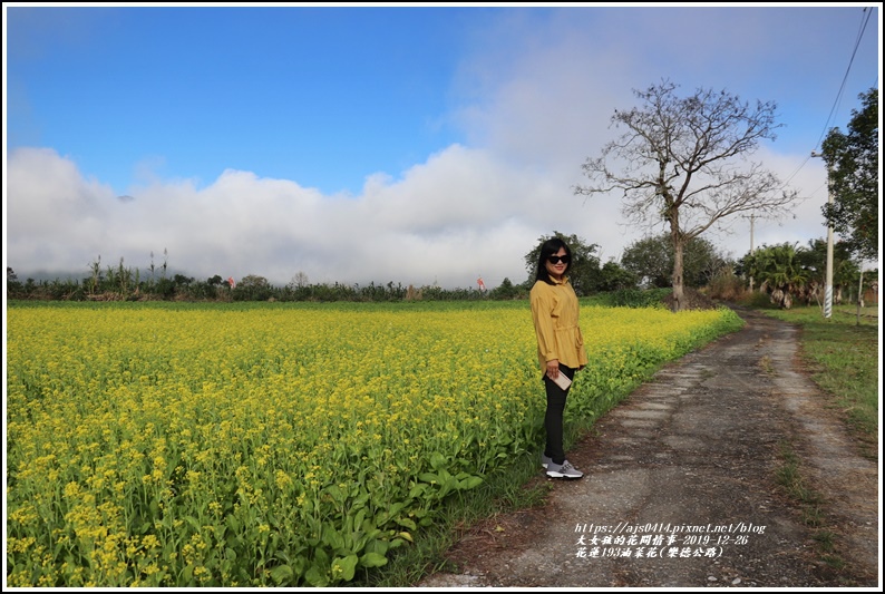 花蓮193油菜花(樂德公路)-2019-12-19.jpg