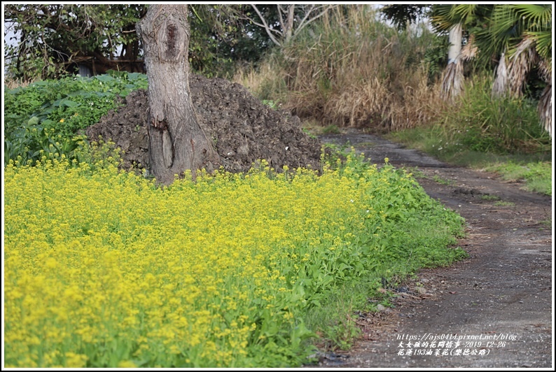 花蓮193油菜花(樂德公路)-2019-12-21.jpg