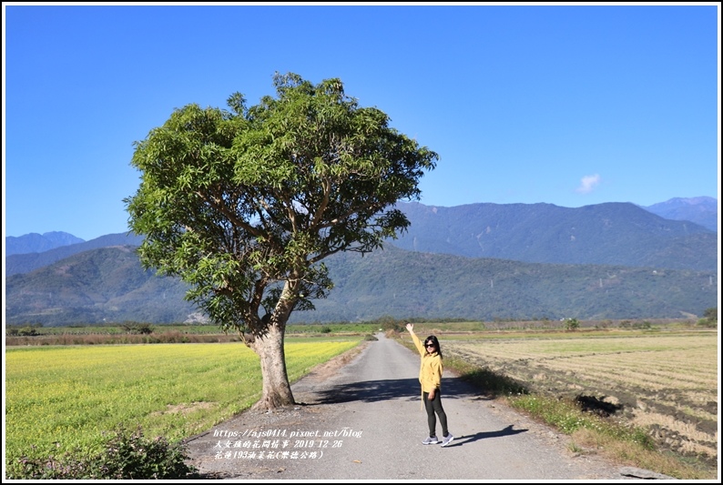 花蓮193油菜花(樂德公路)-2019-12-54.jpg