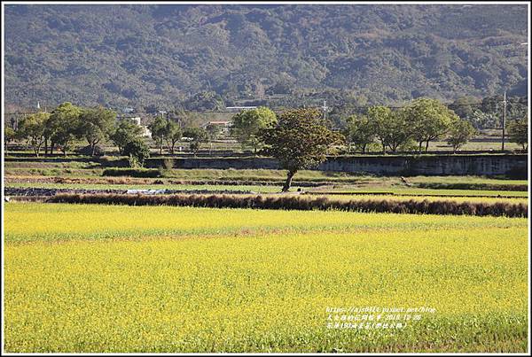 花蓮193油菜花(樂德公路)-2019-12-51.jpg