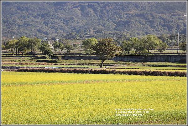 花蓮193油菜花(樂德公路)-2019-12-51.jpg