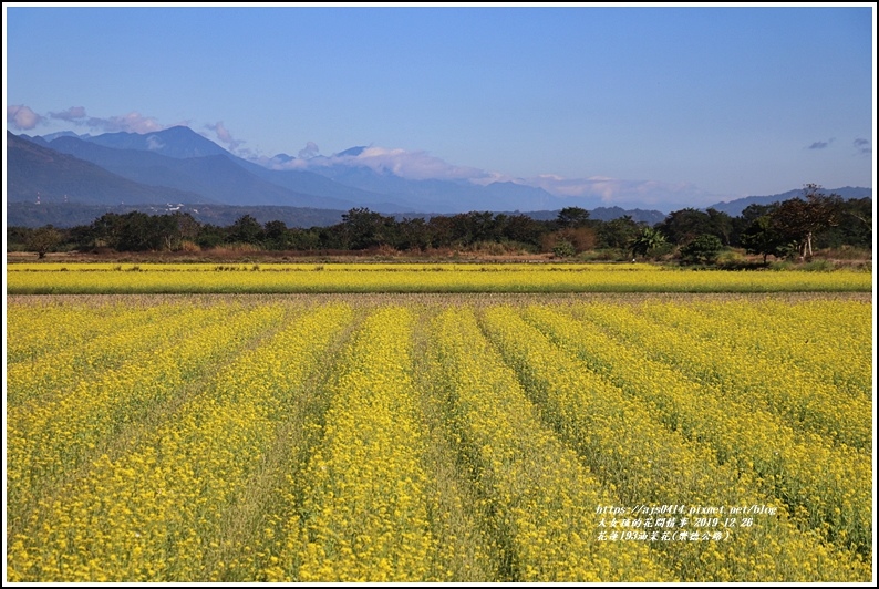 花蓮193油菜花(樂德公路)-2019-12-62.jpg