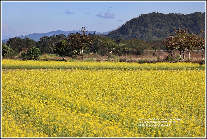 花蓮193油菜花(樂德公路)-2019-12-70.jpg