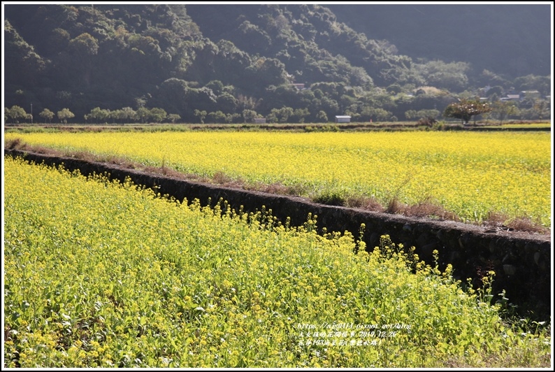 花蓮193油菜花(樂德公路)-2019-12-71.jpg