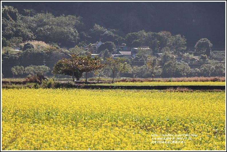 花蓮193油菜花(樂德公路)-2019-12-73.jpg