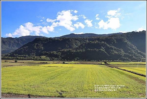 花蓮193油菜花(樂德公路)-2019-12-75.jpg