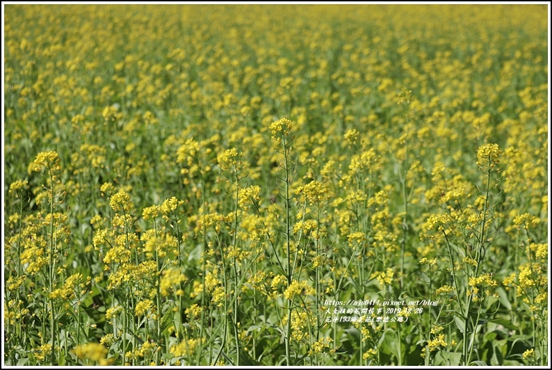 花蓮193油菜花(樂德公路)-2019-12-82.jpg