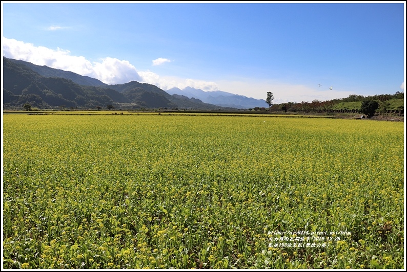 花蓮193油菜花(樂德公路)-2019-12-83.jpg