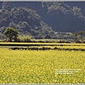 花蓮193油菜花(樂德公路)-2019-12-85.jpg