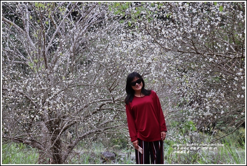 社區梅花香-2020-01-01.jpg 社區梅花香-2020-01-01.jpg