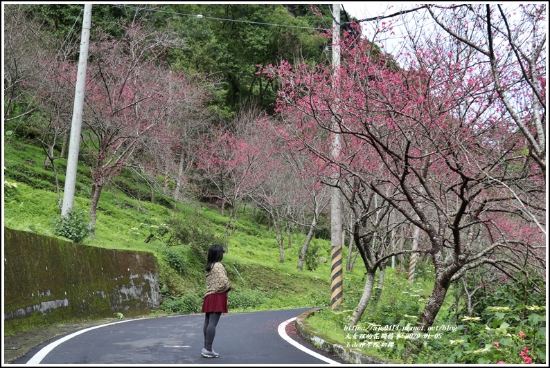 ,花蓮,賞櫻,玉山神學院,百岳,步道,神木,