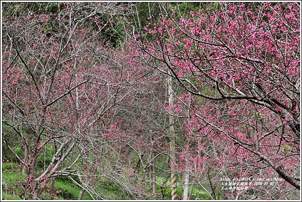 玉山神學院櫻花-2020-01-07.jpg