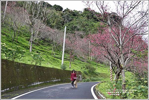 玉山神學院櫻花-2020-01-10.jpg