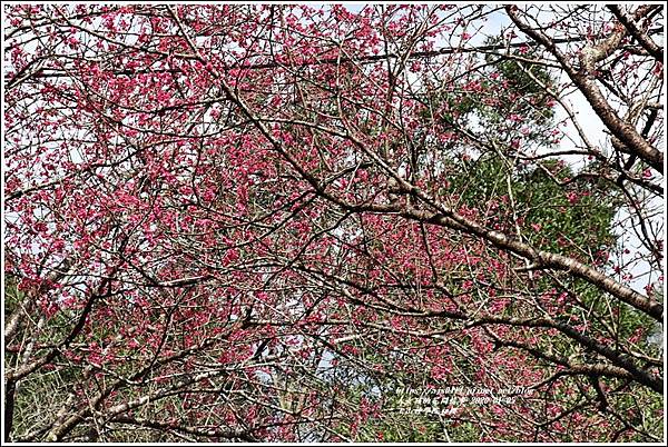 玉山神學院櫻花-2020-01-22.jpg