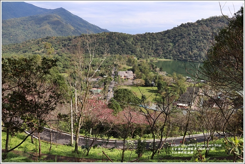 玉山神學院櫻花-2020-01-26.jpg