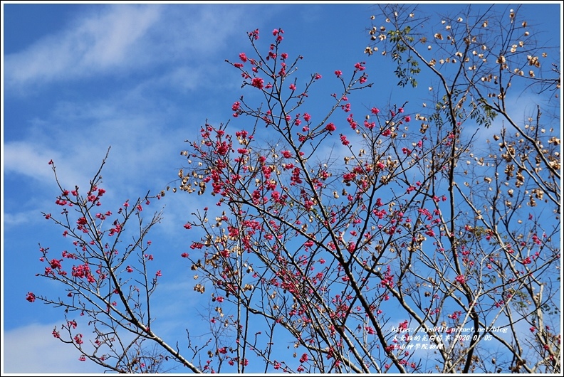 玉山神學院櫻花-2020-01-30.jpg