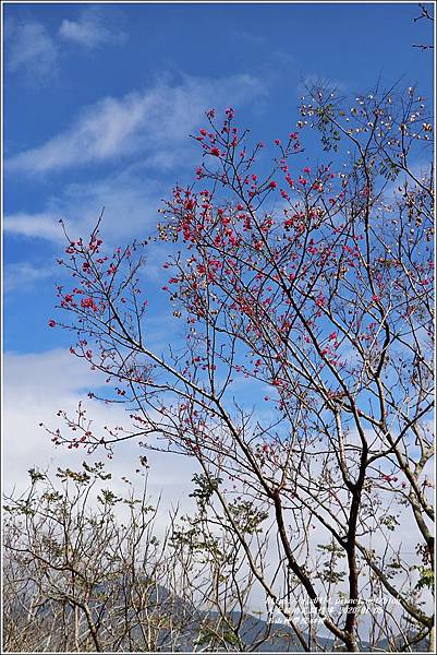 玉山神學院櫻花-2020-01-31.jpg