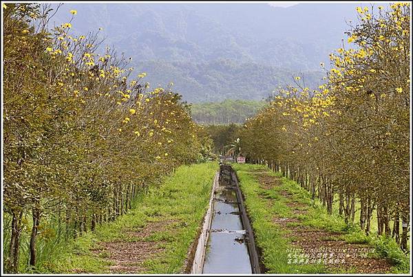 富源興泉圳黃花風鈴木-2020-01-08.jpg