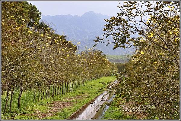 富源興泉圳黃花風鈴木-2020-01-09.jpg