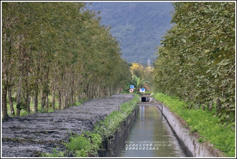 富源興泉圳黃花風鈴木-2020-01-06.jpg