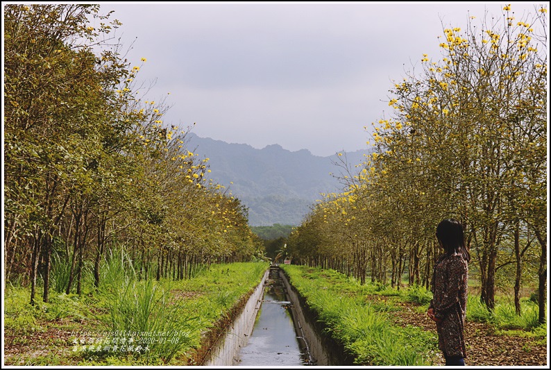 富源興泉圳黃花風鈴木-2020-01-10.jpg