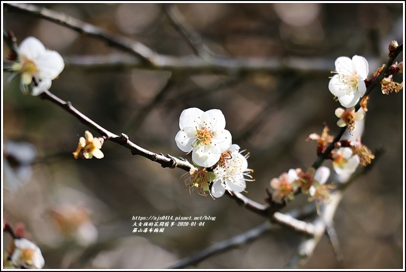 花蓮,富里鄉,羅山瀑布,梅花,賞花,花海,步道,花蓮景點