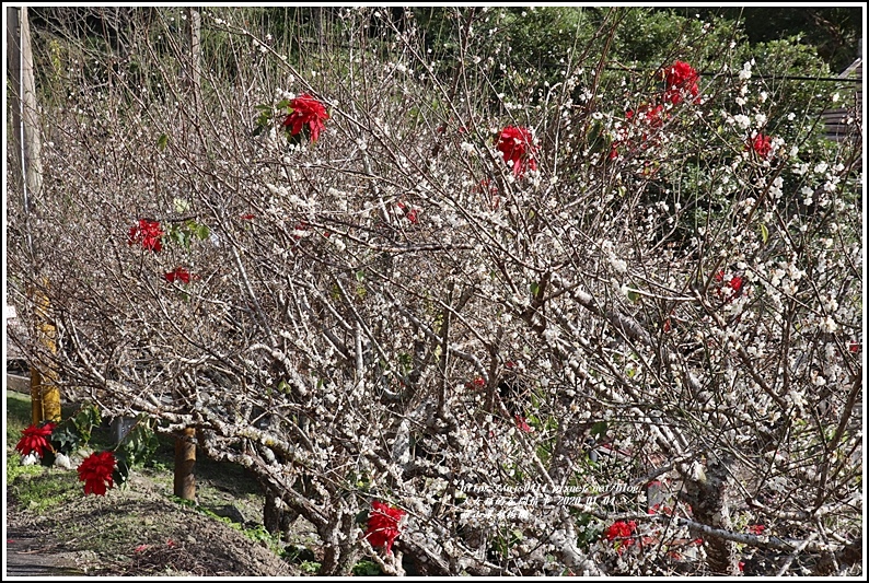 富里羅山瀑布梅園-2020-01-23.jpg