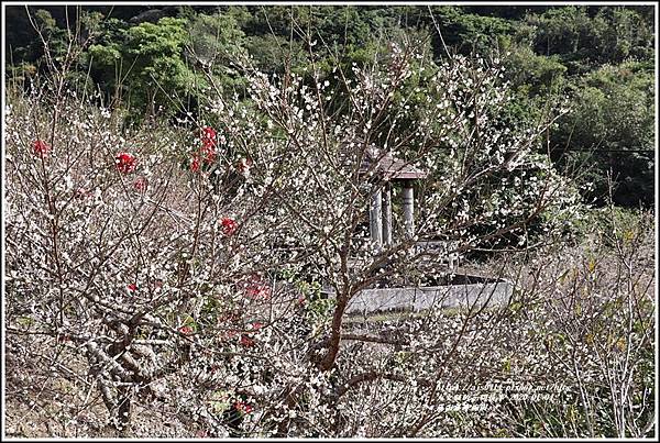 富里羅山瀑布梅園-2020-01-21.jpg