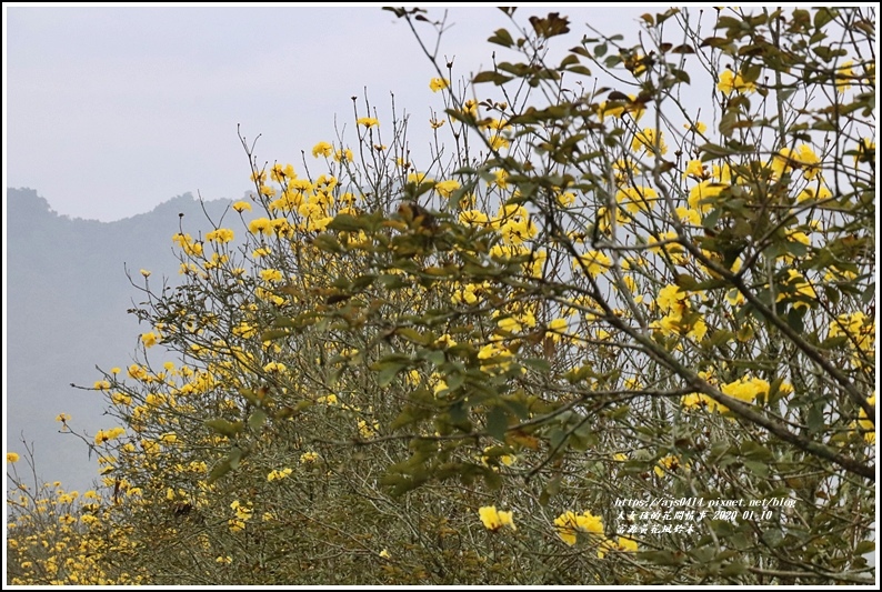 富源興泉圳黃花風鈴木-2020-01-23.jpg