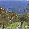 富源興泉圳黃花風鈴木-2020-01-25.jpg