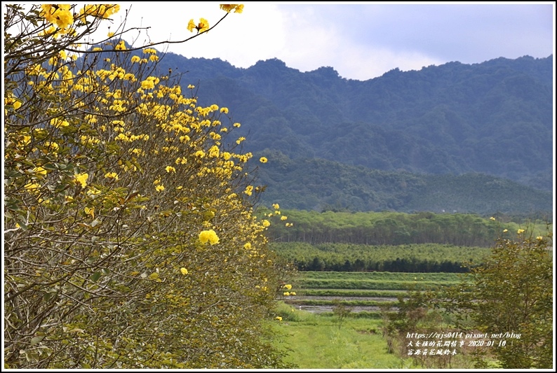 富源興泉圳黃花風鈴木-2020-01-24.jpg