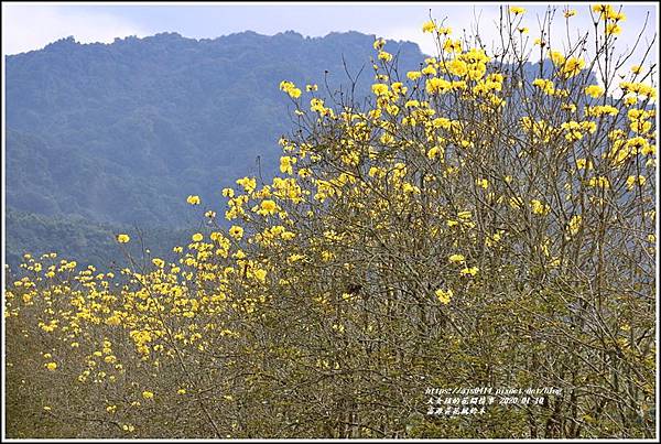 富源興泉圳黃花風鈴木-2020-01-22.jpg