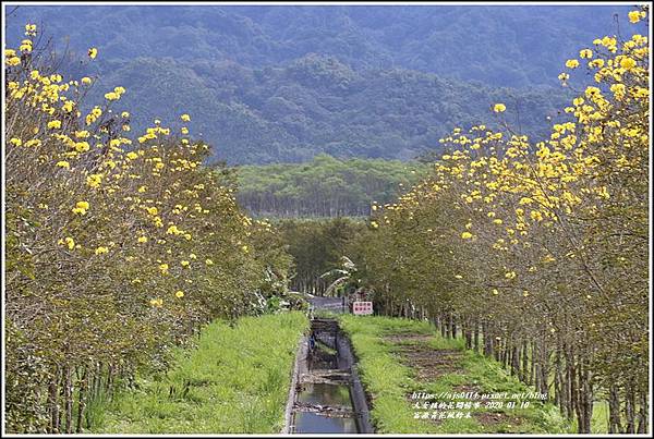 富源興泉圳黃花風鈴木-2020-01-21.jpg