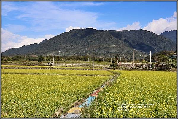 富里油菜花田-2020-01-03.jpg