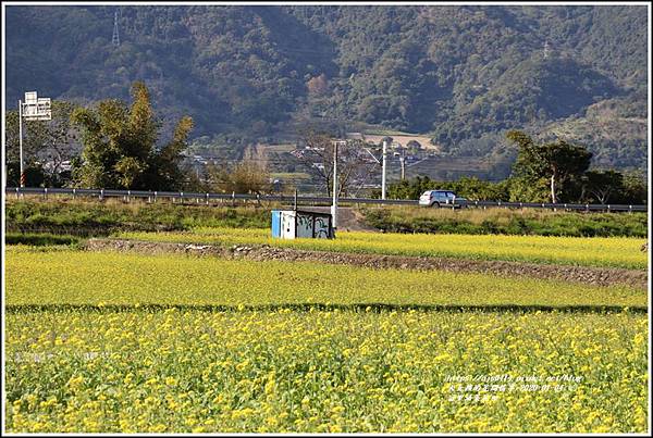 富里油菜花田-2020-01-19.jpg