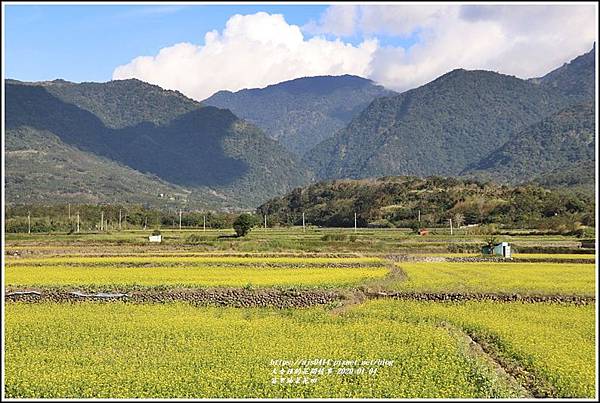 富里油菜花田-2020-01-24.jpg