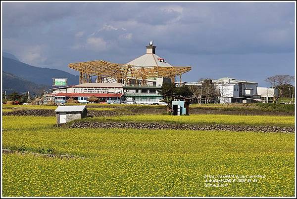 富里油菜花田-2020-01-27.jpg