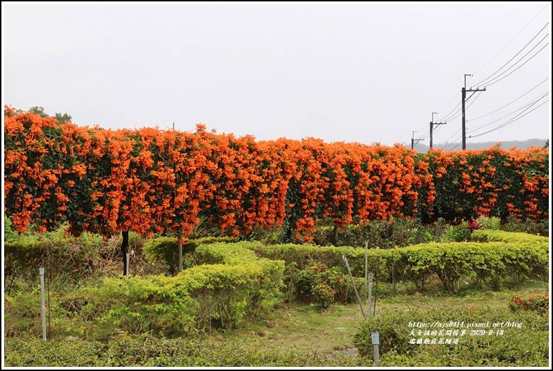 瑞穗炮仗花隧道-2020-01-10.jpg